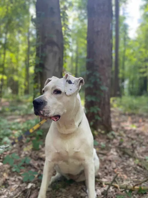 Bea