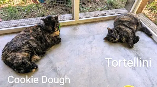 Tortellini