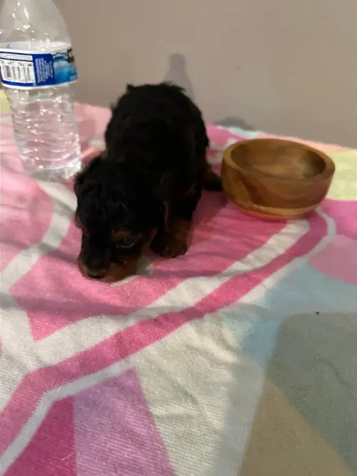 🐶 PERRITOS EN VENTA 🐶