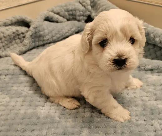Tater