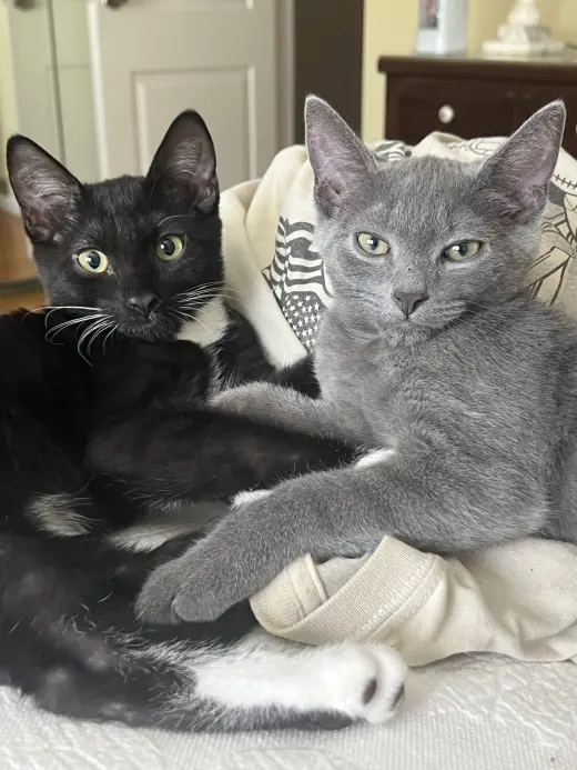 Puma Nagle (and Cheetah aka Mocha Nagle)