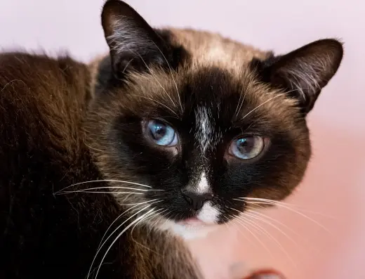 Celeste (bonded to Dipper) - KBC