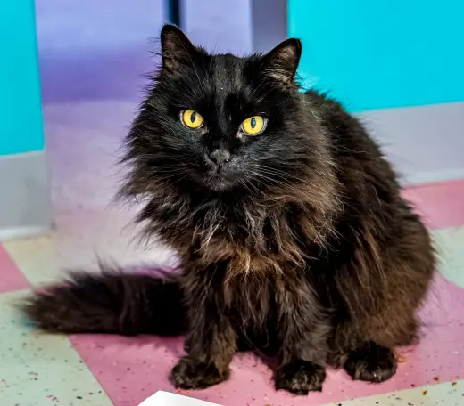 Dipper (bonded to Celeste) - KBC