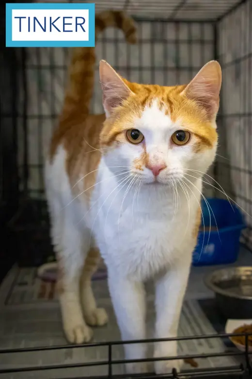 Tinker (FCID# 05/15/26-23 Brookhaven PS