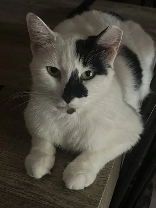 Cruella (bonded with Santos)