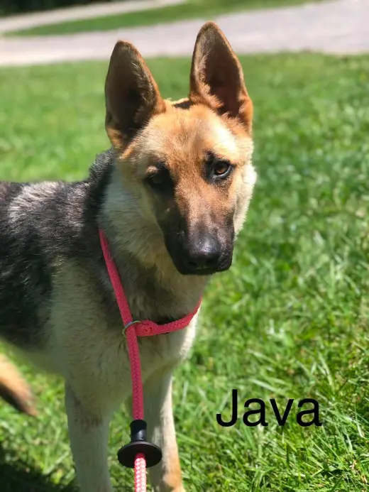 Java
