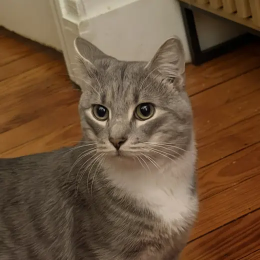 Cashew (sweet and soft and loves his BFF Almond)
