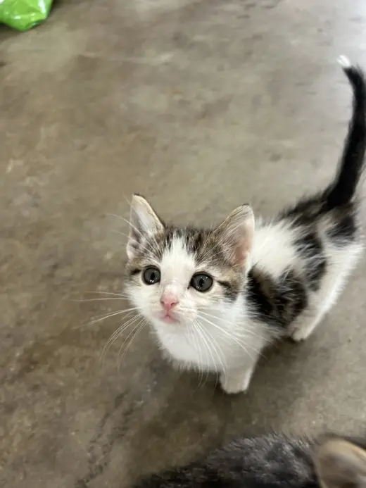 Pollinator : Marigold