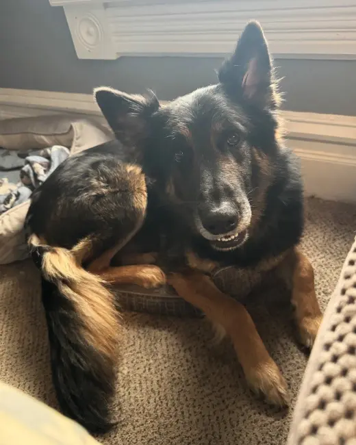 BRUNO