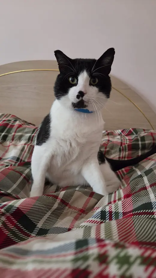Lord Mr. Whiskers