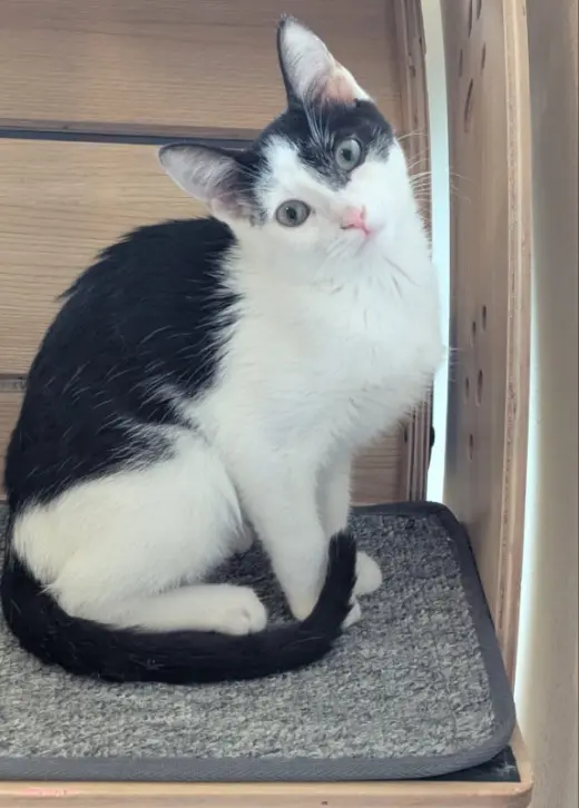 Kitcat