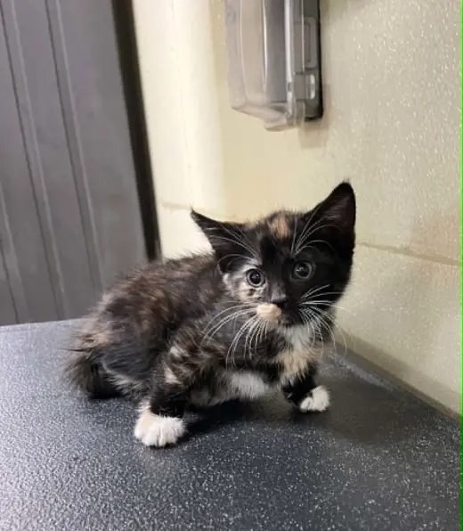 Lilly