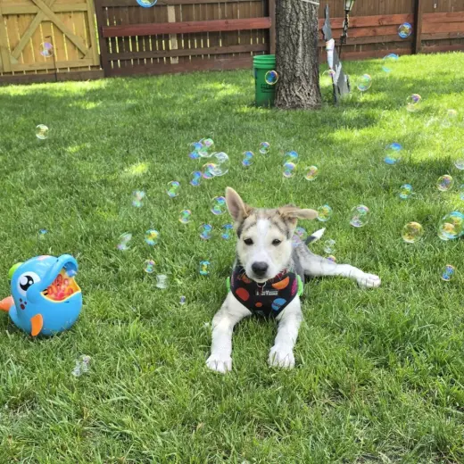 Kojak