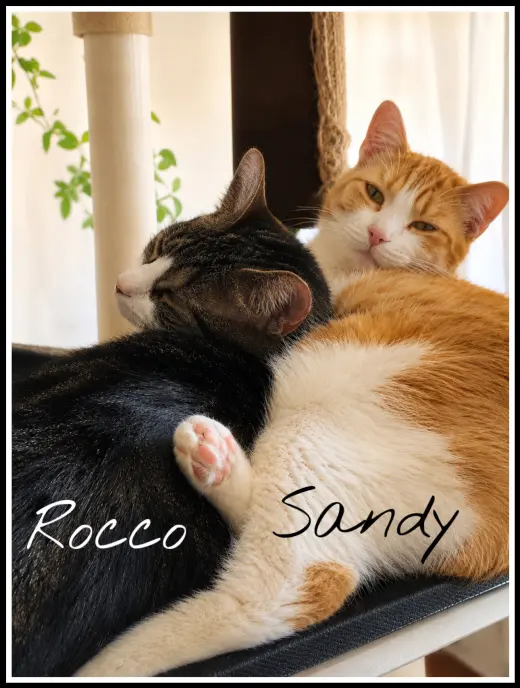 Sandy w/Rocco (FCID 08/15/25-112 Willow Grove PA)