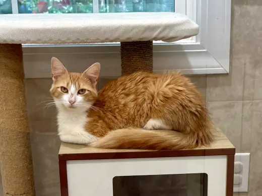 Peaches