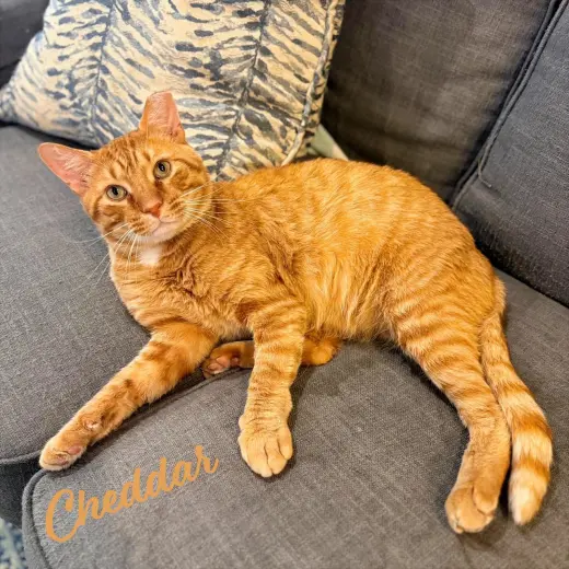 Cheddar #more-to-hug