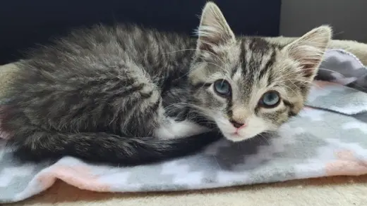 Flynn KITTEN RM