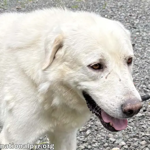 Yukon in NJ - Gentle, Sweet & Quiet!