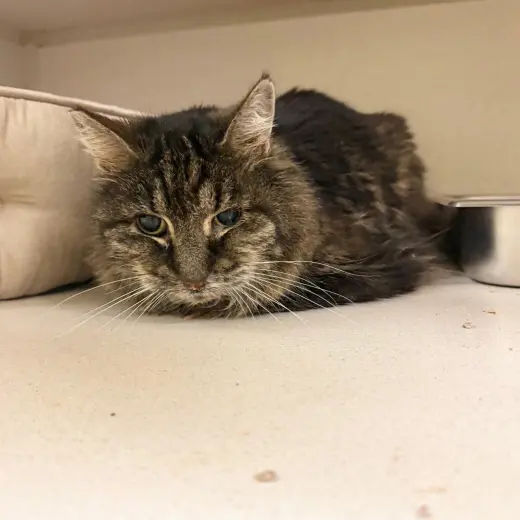 Purling