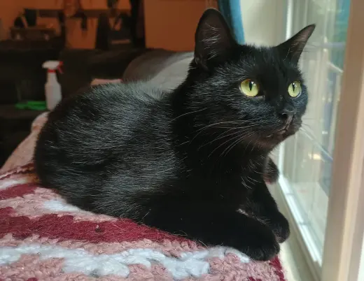 Zelda