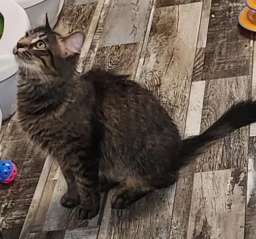 Tabitha
