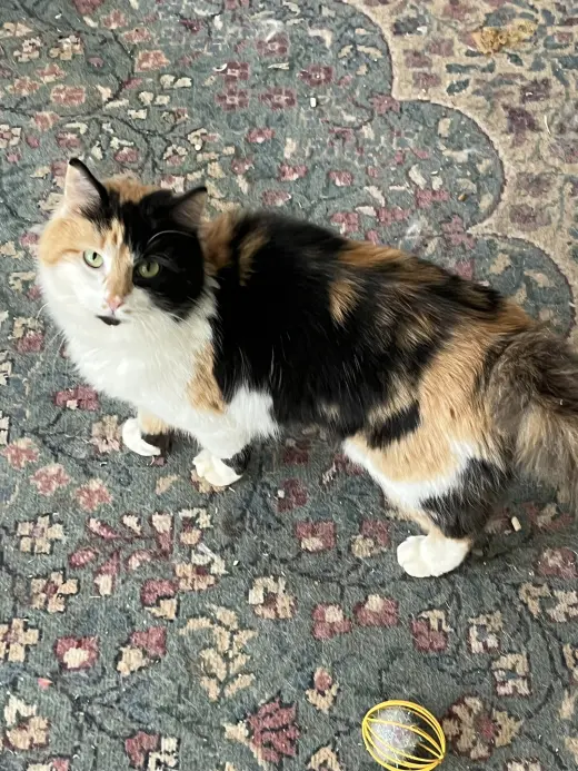 Kamie