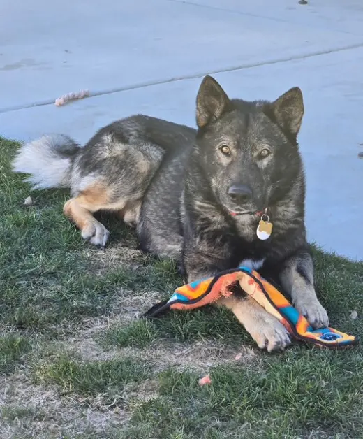 Tyson aka Wolfie