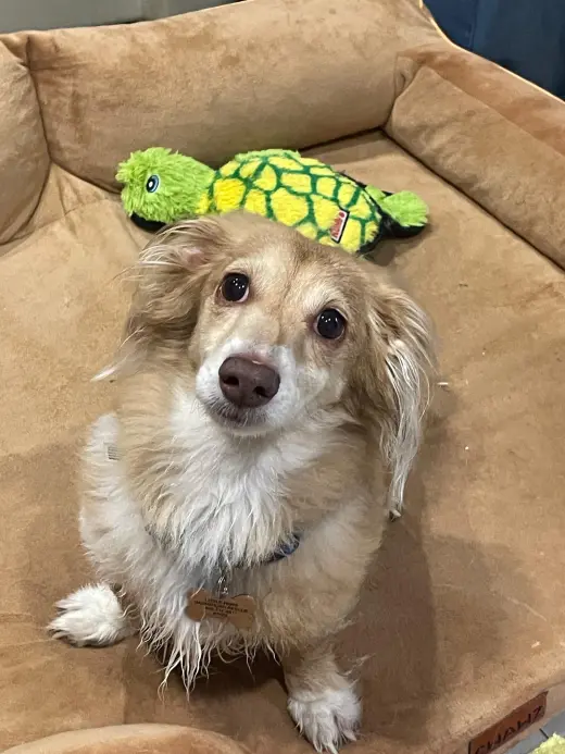 Marli (fostered in Miami, FL)