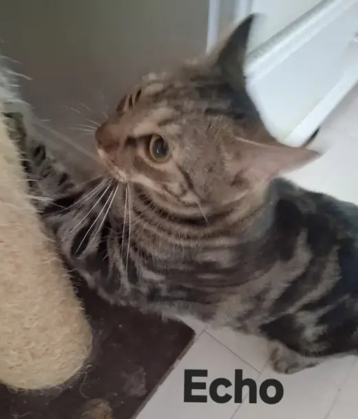Echo