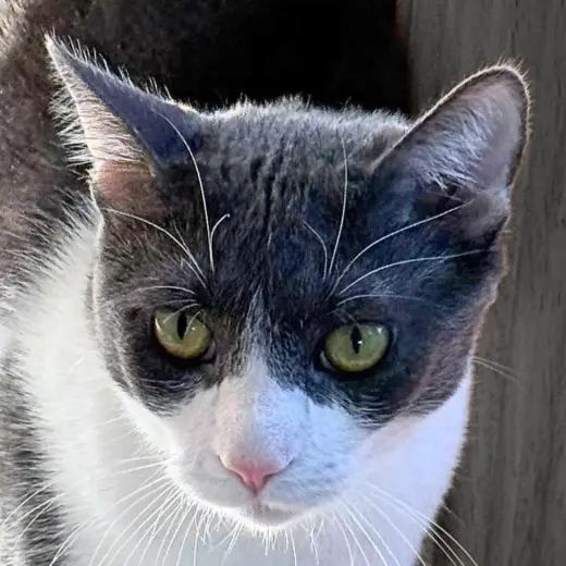 Goosie Gus