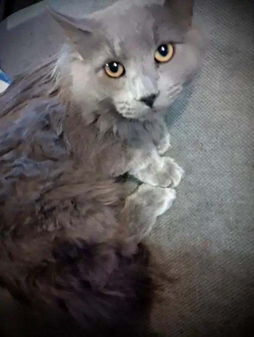***Picasso (Gray Fluffy Male)