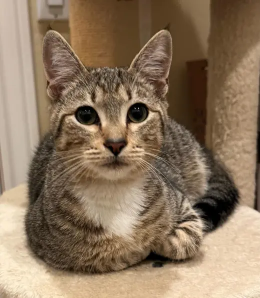 Felix