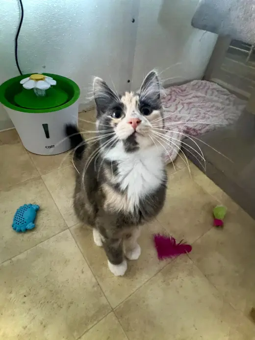Lillian