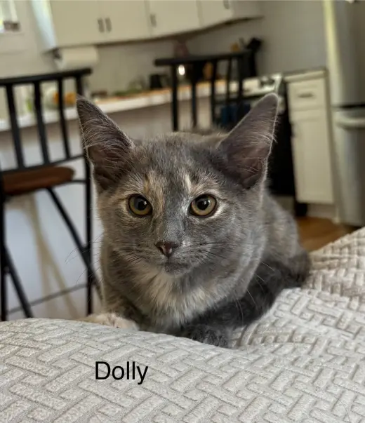 Dolly