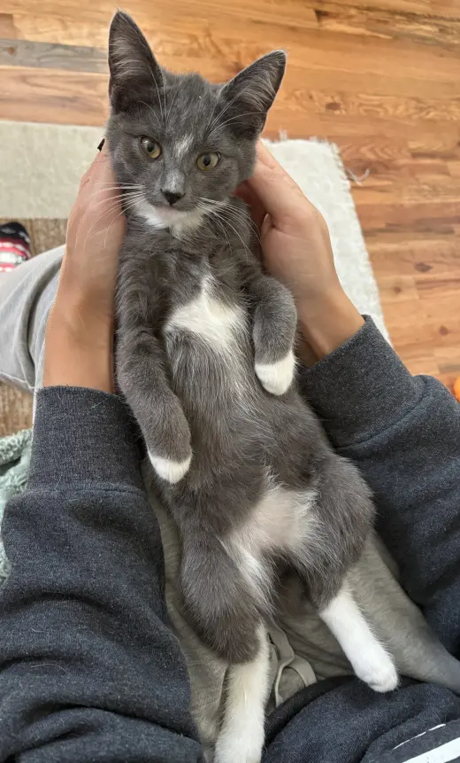 Bob