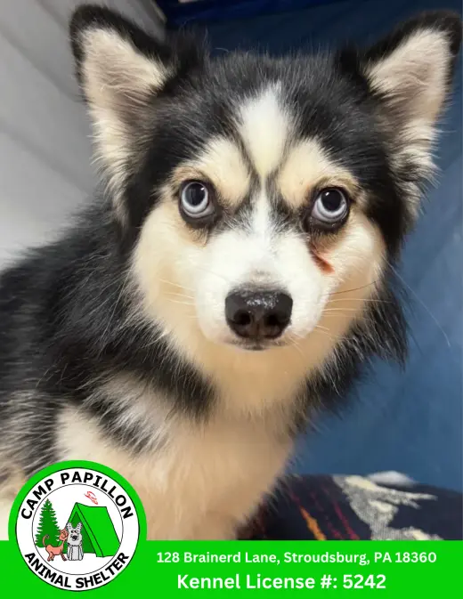 Loki