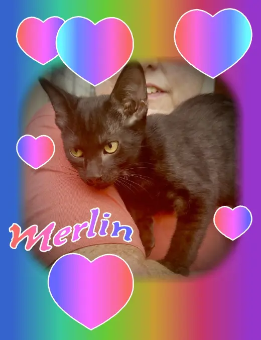 ***Merlin