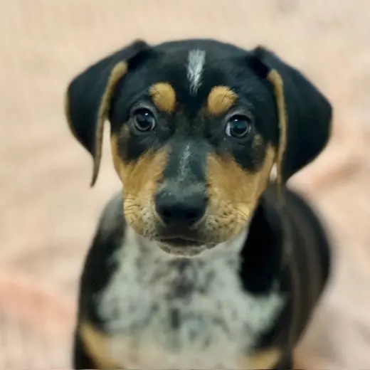 Puppies Large Breed!