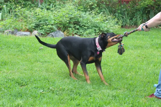 Maggie