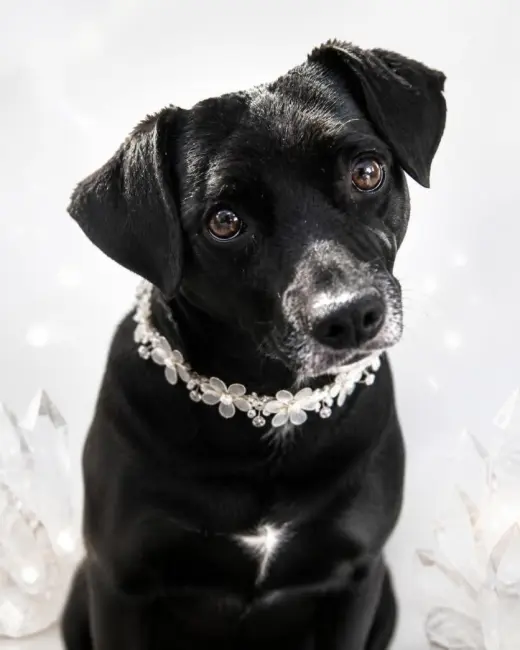 Gidget