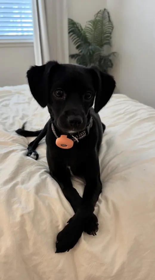 Baxter