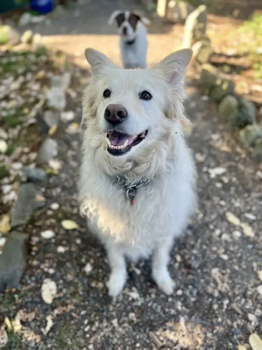 Louie the Great