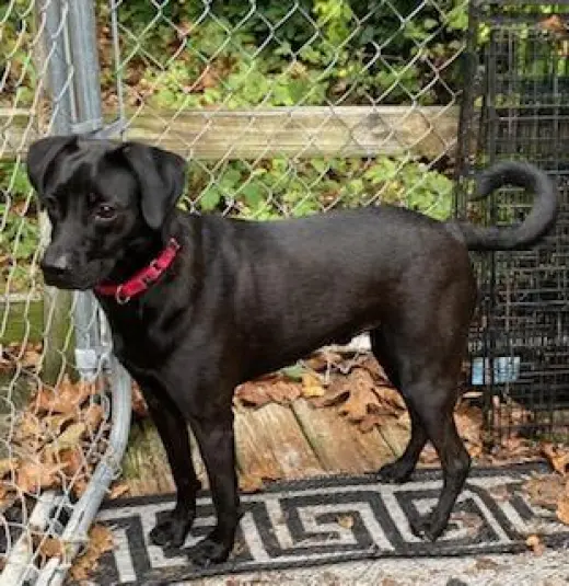 Cody, looking for a quiet home