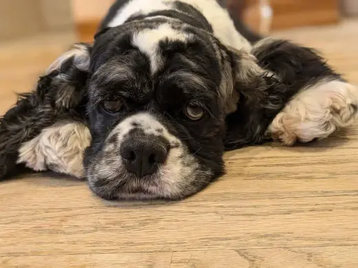 Millie
