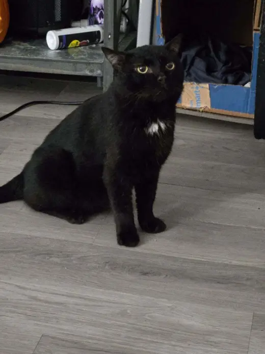Midnight aka Buster (nd)