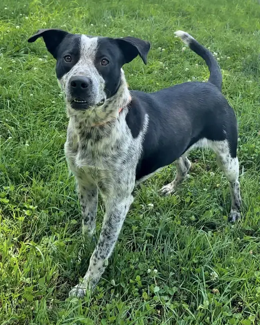 Buck