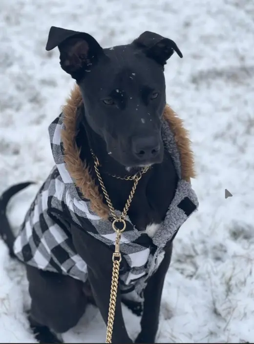 Travis