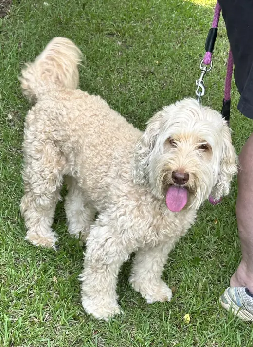 Bella Doodle