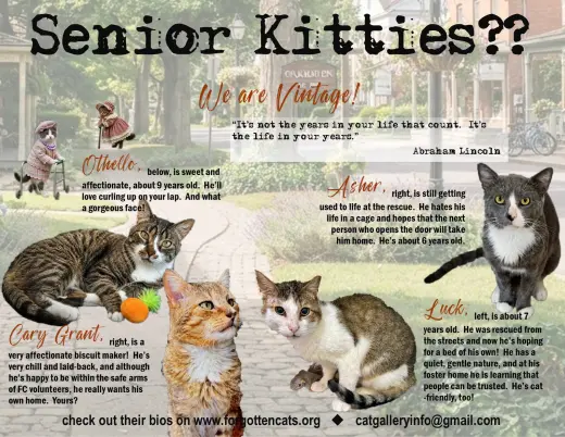 More Mature & Senior Cats (male & female) 2 flyers