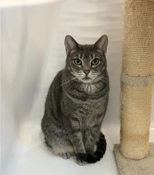 Indy